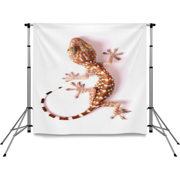 Gecko Climbing Isolated Pole Pocket Backdrop