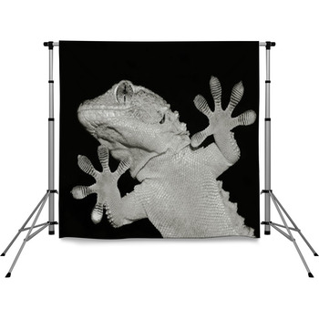 Gecko Lizard Showing His Ten Pole Pocket Backdrop