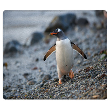 Gentoo Penguin In South Georgia, Antarctica. Bath Mat