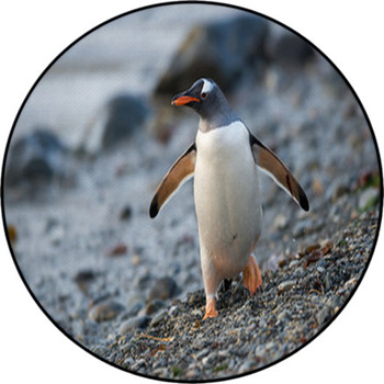 Gentoo Penguin In South Georgia, Antarctica. Round Rug