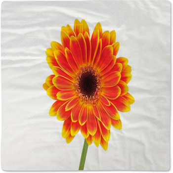 Gerber Flower Isolated On White Baby Blanket
