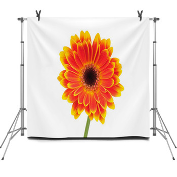 Gerber Flower Isolated On White Fleece Backdrop