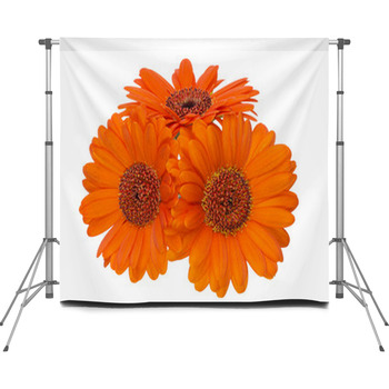 Gerbera Custom Size Backdrop