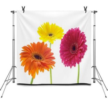 Gerbera Fleece Backdrop