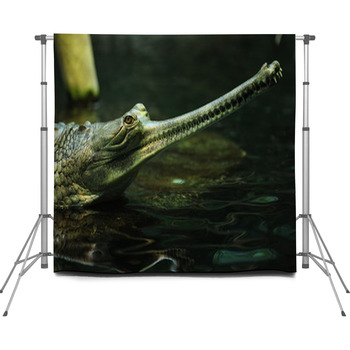 Alligator & crocodile Photo Backdrops  Available in Super Large Custom  Sizes