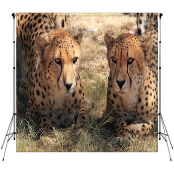 Ghepardo Fleece Backdrop