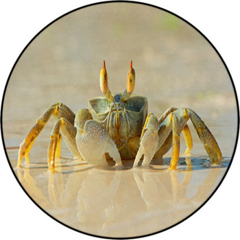Ghost Crab On Beach Round Rug