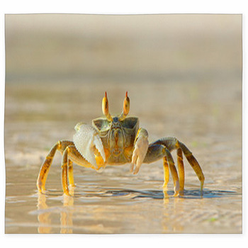 Ghost Crab On Beach Side Custom Size Floor Mat