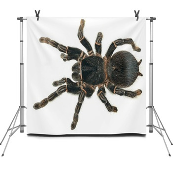 Giant Tarantula Lasiodora Parahybana Fleece Backdrop