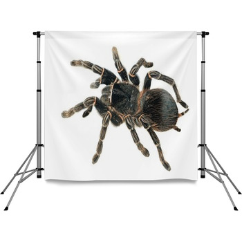Giant Tarantula Lasiodora Pole Pocket Backdrop
