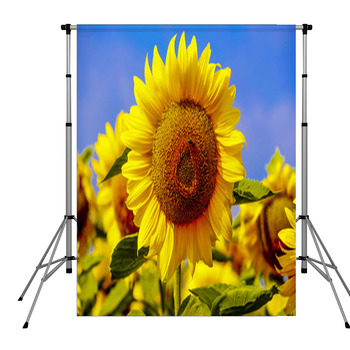 Girasoles Por La Mañana Pole Pocket Backdrop