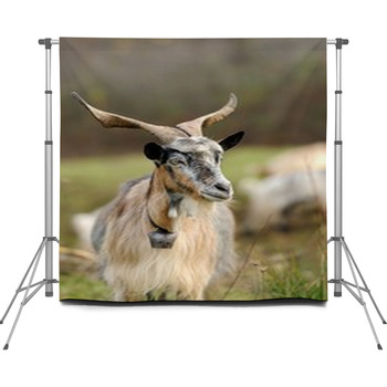 Goat In Meadow Custom Size Backdrop