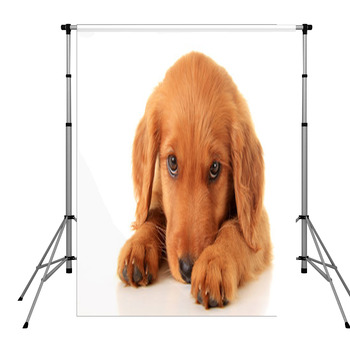 Golden Irish Puppy Pole Pocket Backdrop