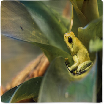Golden Poison Dart Frog Baby Blanket