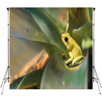 Golden Poison Dart Frog Custom Size Backdrop