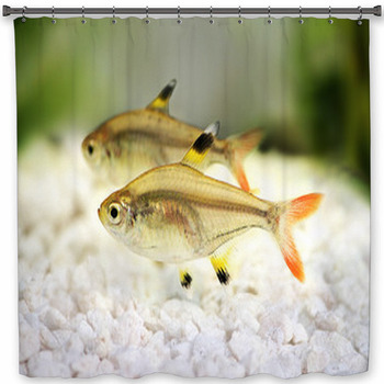 Golden Pristella Tetra Pristella Shower Curtain