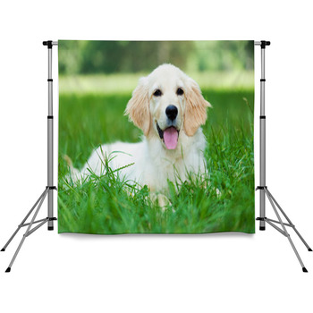 Golden Retriever Pole Pocket Backdrop