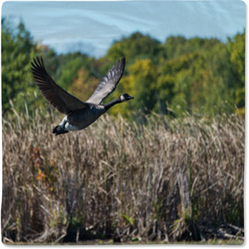 Goose Flying Over The Marsh Baby Blanket