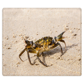 Granchio Pronto All'attacco Sulla Sabbia Bagnata Area Rug