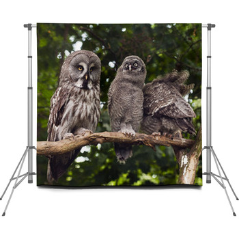 Great Grey Owl Custom Size Backdrop