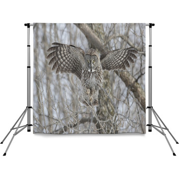 Great Grey Owl In Winter Pole Pocket Backdrop