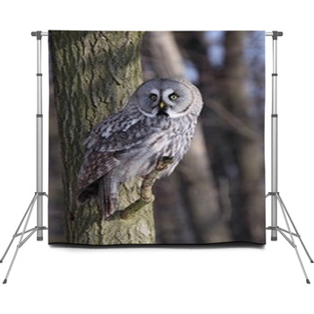 Great Grey Owl, Lapland Owl Custom Size Backdrop