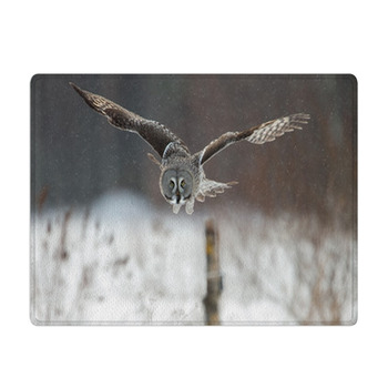 Great Grey Owl (Strix Nebulosa) Hunting In The Bath Mat