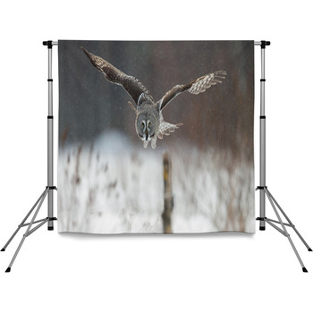 Great Grey Owl (Strix Nebulosa) Pole Pocket Backdrop