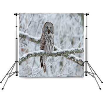 Great Grey Owl (Strix Nebulosa) Pole Pocket Backdrop