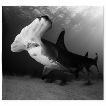 Great Hammerhead Shark Bahamas Custom Size Floor Mat