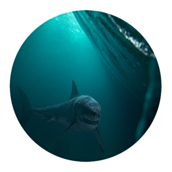 Great White Shark Underwater Surface Wildlife  Round Rug