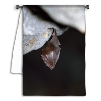 Greater Horseshoe Bat( Rhinolophus Ferrumequinum) Towel