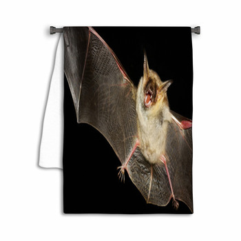 Greater Mouse-eared Bat Isolated In Black Towel
