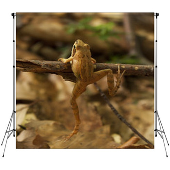 Greek Stream Frog (Rana Graeca) Custom Size Backdrop