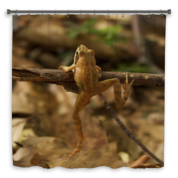 Greek Stream Frog (Rana Custom Size Shower Curtain