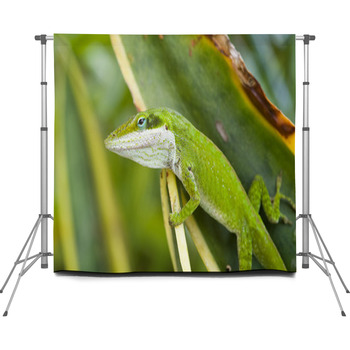 Green Anole Lizard (Anolis Custom Size Backdrop