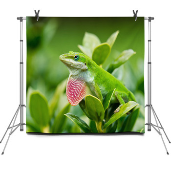 Green Anole Lizard (Anolis Fleece Backdrop