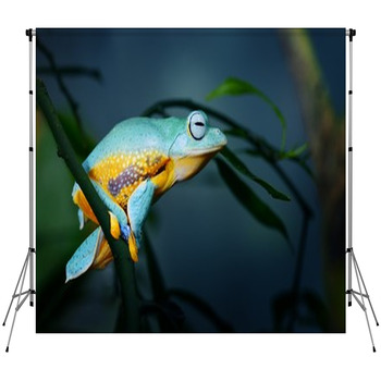 Green Flying Frog Frog Rhacophorus Fleece Backdrop