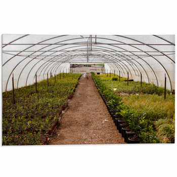 Green House Area Rug