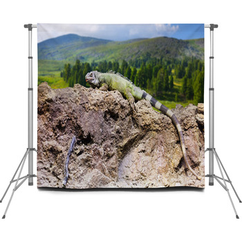 Green Iguana Custom Size Backdrop