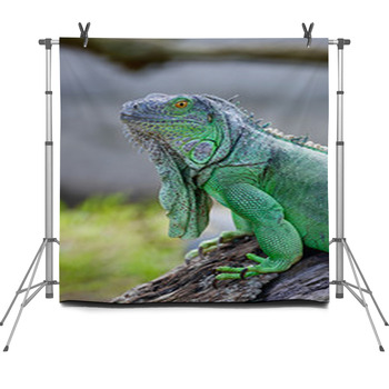 Green Iguana Fleece Backdrop