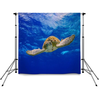 Green Sea Turtle Swimming In The Pole Pocket Backdrop