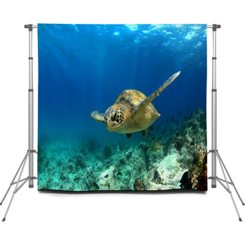 Green Sea Turtle Swimming Custom Size Backdrop