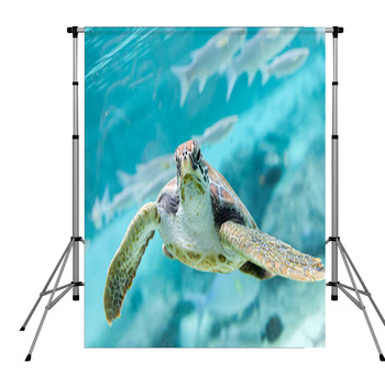 Green  Turtle (Chelonia Mydas) Pole Pocket Backdrop