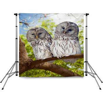 Grey Owls Couple On Tree Pole Pocket Backdrop
