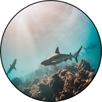 Grey Reef Shark Swimming Among Coral Reef In Round Rug