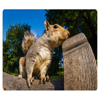 Grey Squirrel Close Up On A Park Bench In London Bath Mat