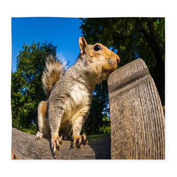 Grey Squirrel Close Up On A Park Custom Size Floor Mat