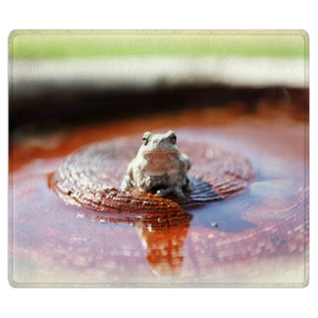 Grey Tree Frog Sitting In Bird Bath In Garden Bath Mat