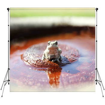 Grey Tree Frog Sitting In Bird Custom Size Backdrop